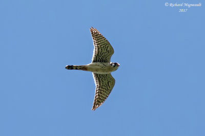 Crcerelle dAmrique - American Kestrel m17 2