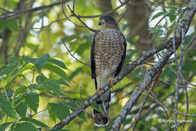 pervier brun - Sharp-shinned Hawk m17 1