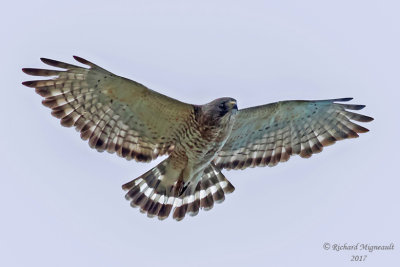 Petite Buse - Broad-winged Hawk m17 1