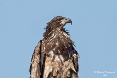 Pygargue  tte blanche - Bald Eagle juvnile m17 4