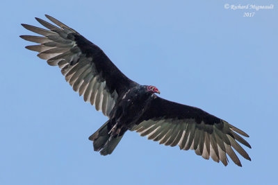 Urubu  tte rouge - Turkey Vulture m17 1