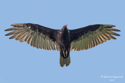 Urubu à tête rouge - Turkey Vulture m17 2