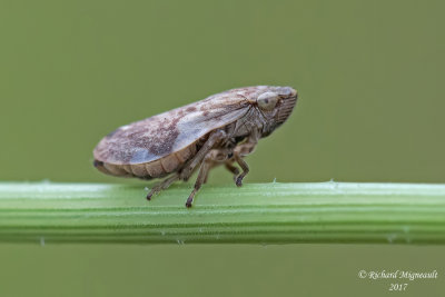 Spittlebug - Aphrophora alni - European Alder Spittlebug m17 1
