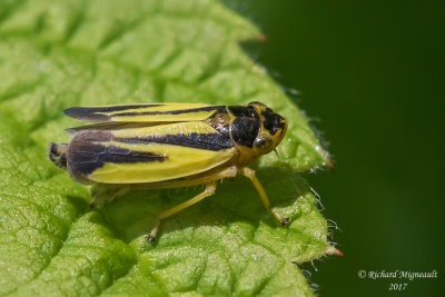 Leafhopper bug - Evacanthus interruptus m17 1