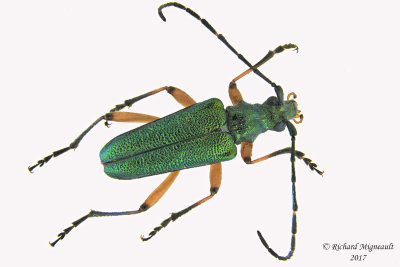 Longhorned Beetle - Anthophylax cyaneus 1a m16