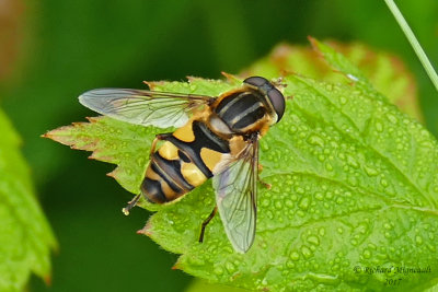 Syrphid Fly - Helophilus fasciatus m17 