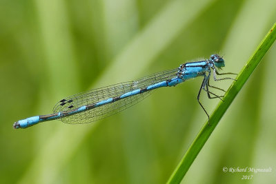 Narrow-winged Damselfly - Enallagma ebrium - Marsh bluet 1 m17