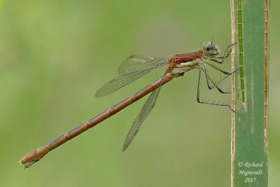 Spreadwing - Lestes disjunctus - Northern Spreadwing 1 m17