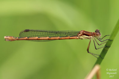 Spreadwing - Lestes disjunctus - Northern Spreadwing 2 m17
