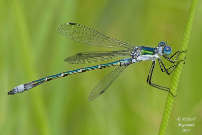 Spreadwing - Lestes dryas - Emerald Spreadwing 1 m17