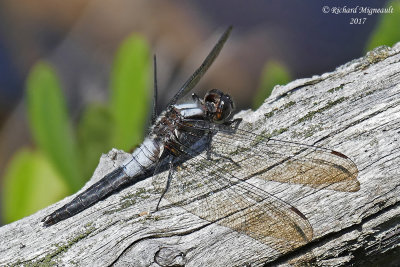 Skimmer - Ladona julia - Chalk-fronted Corporal m17