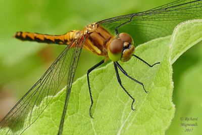 Skimmer - Sympetrum obtrusum - White-faced Meadowhawk 5 m17