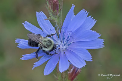 Bombus impatiens - Common Eastern Bumble Bee m17
