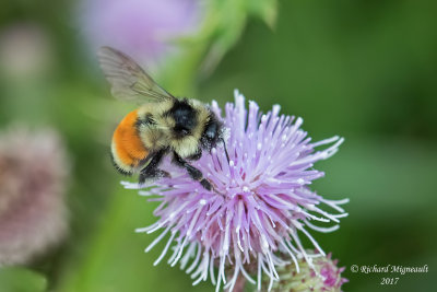 Bombus ternarius - Tricolored Bumble Bee m17