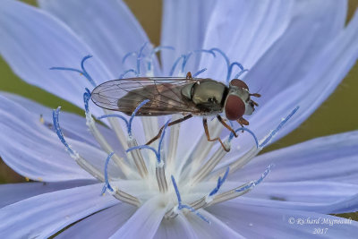 Syrphid Fly - Syrphini sp m17