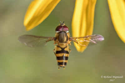 Syrphid Fly - Syrphus sp. m17