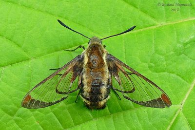7855.2 - Snowberry Clearwing Moth - Hemaris aethra  m17