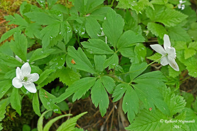 Anmone  cinq folioles - Wood anemone - Anemone quinquefolia 2 m17