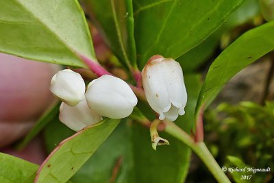 Gaulthrie couche - Wintergreen - Gaultheria procumgens fleur blanche 1  m17