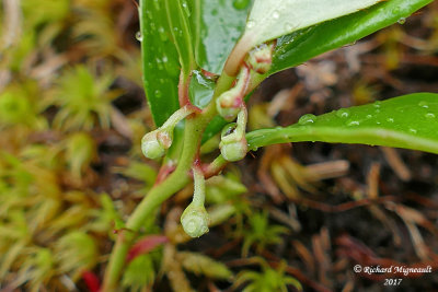 Gaulthrie couche - Wintergreen - Gaultheria procumgens fleur blanche 2  m17