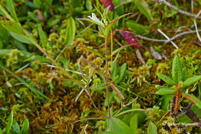 Mlampyre linaire - Narrow-leaved cow-wheat - Melampyrum lineare 1  m17