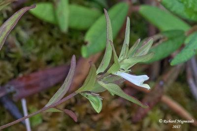 Mélampyre linéaire - Narrow-leaved cow-wheat - Melampyrum lineare 3 m17