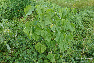Abutilon  fleurs jaunes - Velvet-leaf - Abutilon theophrasti 1 m17 