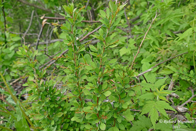 pine-vinette du Japon - Japanese barberry - Berberis thunbergii 1 m17 