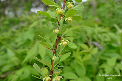 pine-vinette du Japon - Japanese barberry - Berberis thunbergii 2 m17 