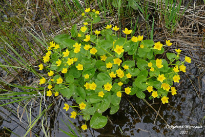 Populage des marais - Marsh marigold - Caltha palustris 3 m17