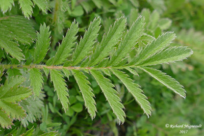 Potentille ansrine - common silverweed - Potentilla anserina 4 m17 