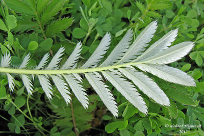 Potentille ansrine - common silverweed - Potentilla anserina 5 m17 