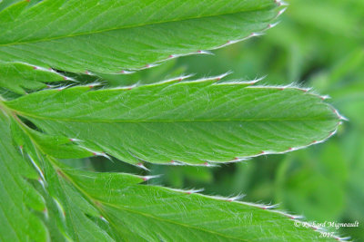 Potentille ansrine - common silverweed - Potentilla anserina 6 m17 