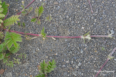 Potentille ansrine - common silverweed - Potentilla anserina 7 m17 