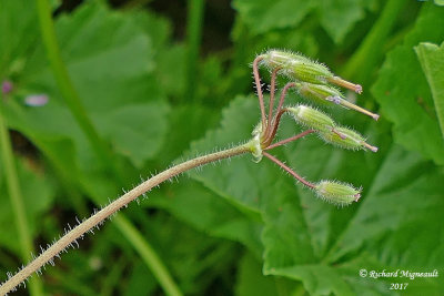 rodium cicutaire - Herons-bill - Erodium cicutarium 4 m17 