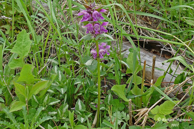 Lamier macul rose - Roseum Spotted Dead Nettle - Lamium maculatum roseum 2 m17 