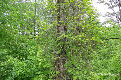 Vigne des rivages - Wild grape - Vitis riparia 1 m17