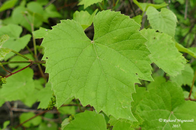 Vigne des rivages - Wild grape - Vitis riparia 2 m17