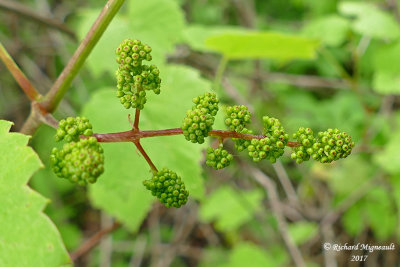 Vigne des rivages - Wild grape - Vitis riparia 3 m17