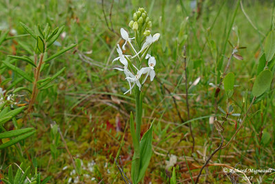 Platantaire à gorge frangée - White fringed orchis - Habenaria blephariglottis 1 m17