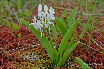 Platantaire à gorge frangée - White fringed orchis - Habenaria blephariglottis 2 m17