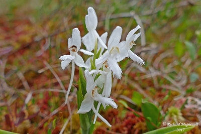 Platantaire à gorge frangée - White fringed orchis - Habenaria blephariglottis 3 m17