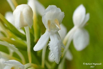 Platantaire à gorge frangée - White fringed orchis - Habenaria blephariglottis 4 m17