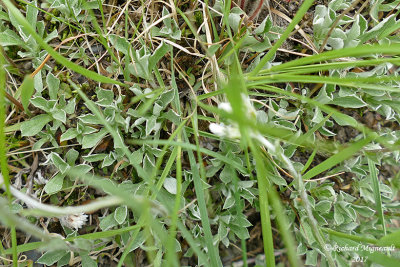 Antennaire du Canada - Canadian antennaria - Antennaria canadensis 1 m17 12 juinf.jpg