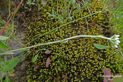 Antennaire du Canada - Canadian antennaria - Antennaria canadensis 5 m17 12 juinf.jpg
