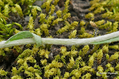 Antennaire du Canada - Canadian antennaria - Antennaria canadensis 6 m17 12 juinf.jpg