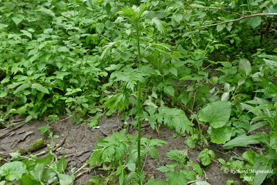 Armoise vulgaire - Mugwort - Artemisia vulgaris 1 m17 17 juinf.jpg