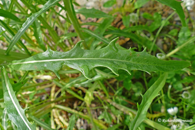 Crepis des toits - Narrow-leaf hawksbeard - Crepis Tectorum 7 m17 