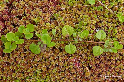 Linne borale - Twinflower - Linnaea borealis 6 m17 