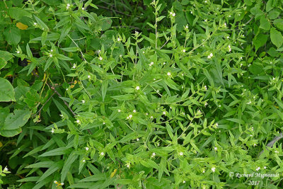 Herbe aux perles - Common gromwell - Lithospermum officinale 1 m17 